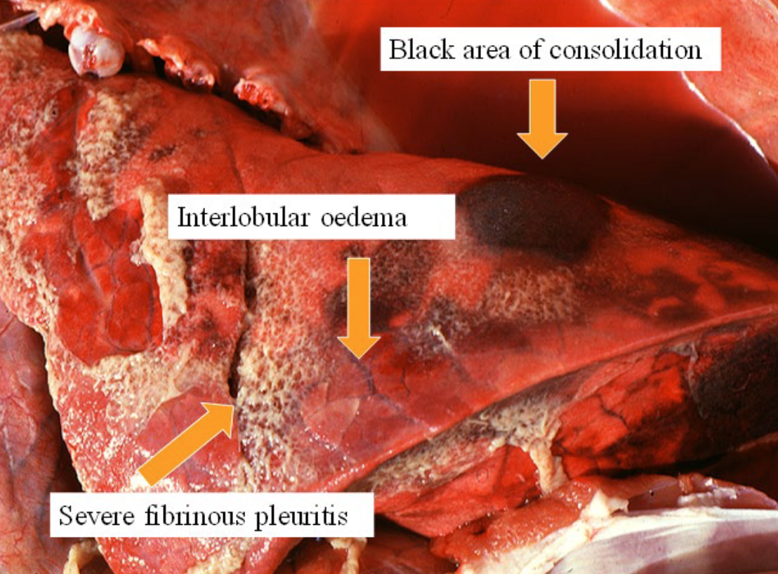 <p>Which disease in pigs causes this?</p>