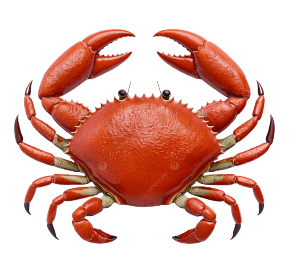 Crab