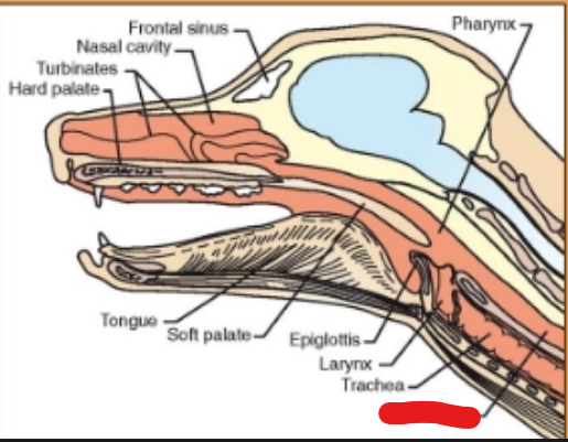 <p>what is it (Respiratory System)</p>