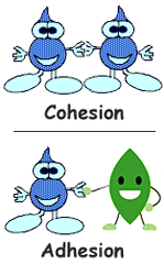 <p>attraction between molecules of water and walls of the xylem vessels</p>