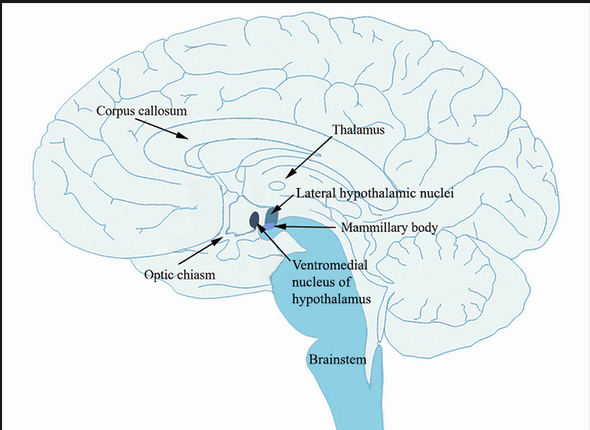 <p>What is the function of lateral hypothalamus and where is it located?</p>