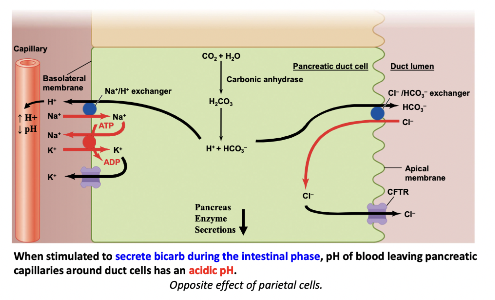 <p>H2O + CO2 → H+ and bicarb in pancreatic cells</p><ul><li><p>Bicarb → duct lumen via bicarb/Cl- exchanger into the bile</p></li><li><p>H+ → capillary through a Na+/H+ exchanger</p><ul><li><p>Na+ moves into the cell, then out through Na/K ATPase, then K moves out through a leak channel</p></li></ul></li><li><p>Apical has a CFTR channel for Cl-</p></li><li><p>Basolateral has K+/Na+ ATPase and K+ leak channel</p></li></ul><p>Overall makes the capillaries more acidic and the duct less acidic</p>