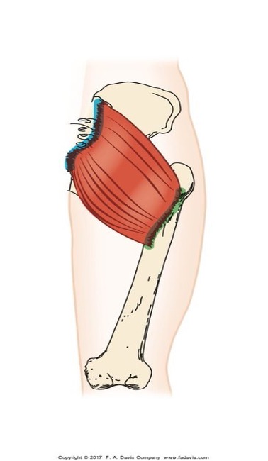 <ul><li><p><span>Largest gluteal muscle</span></p></li><li><p><span>High force demands (running, climbing</span></p></li></ul><p></p><p>does hip extension, hyperextension, and external rotation</p><p></p>