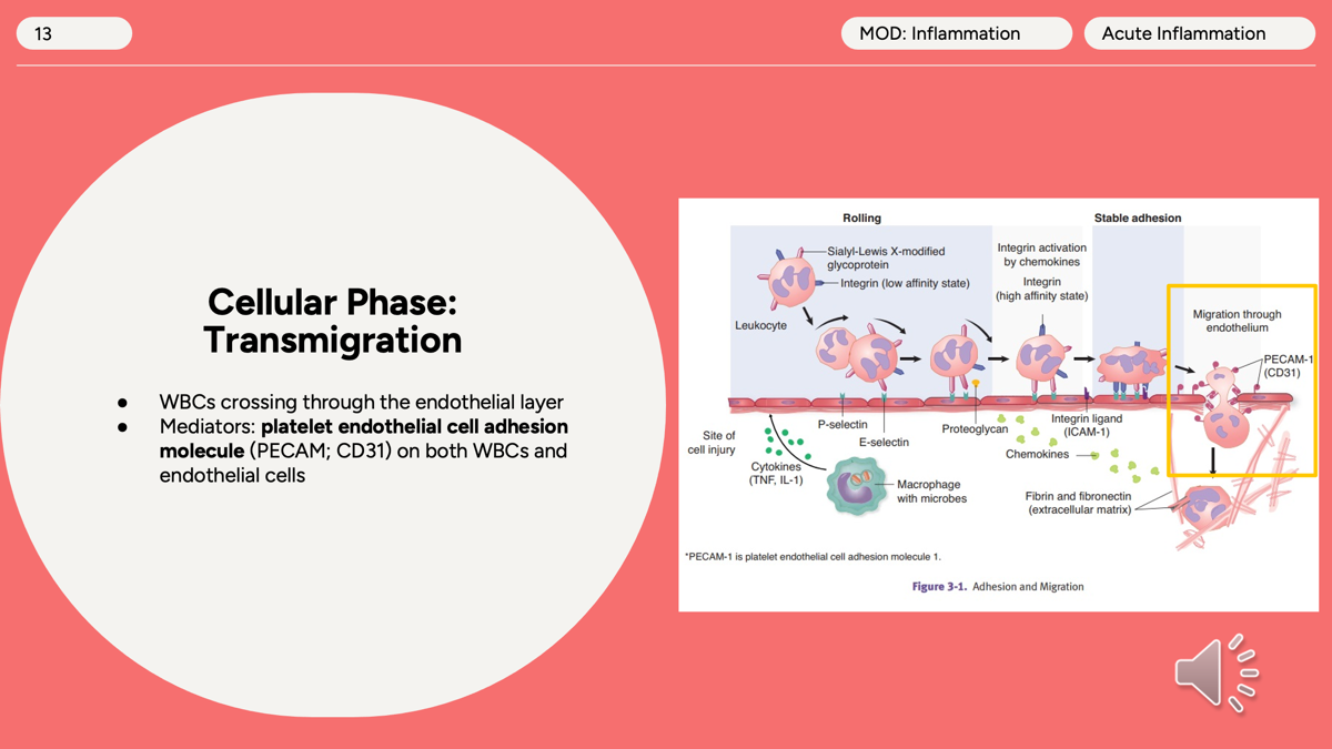 <p>This is the <strong>third step</strong> of leukocyte recruitment.</p><p>After the WBC has:</p><ol><li><p><strong>Rolled</strong> (selectins)</p></li><li><p><strong>Adhered</strong> (integrins)</p></li></ol><p></p><p><span>Transmigration (diapedesis) is the movement of leukocytes through the endothelial layer into tissues, <strong>mediated primarily by PECAM-1 (CD31) </strong>on both leukocytes and endothelial cells. </span></p><p></p>