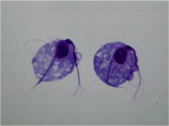 <p>Species?</p>