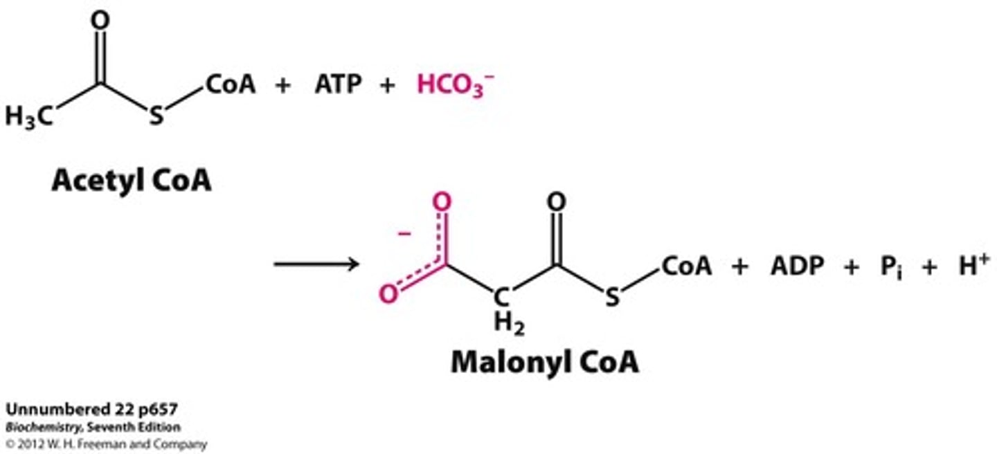 <p>True.</p><p>Recall that the first/ committed step is:</p><p>Acetyl CoA + HCO3 --> malonyl CoA</p><p>^which requires ATP</p>