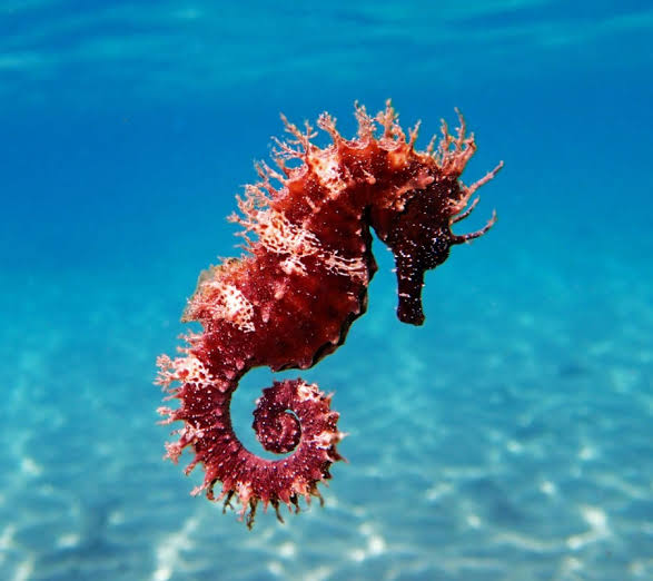 <p>seahorse</p>