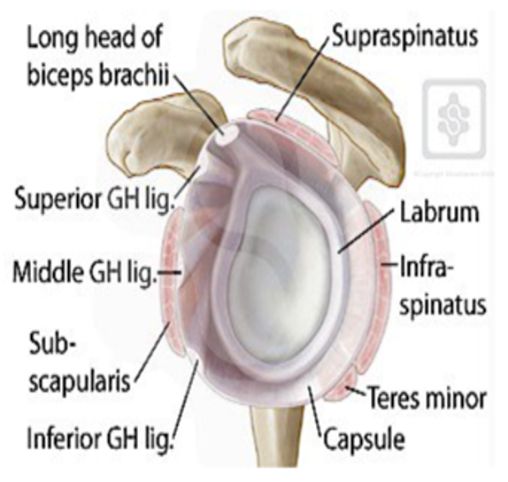 <p>Tough outer layer, soft tissue stability, synovial fluid</p>