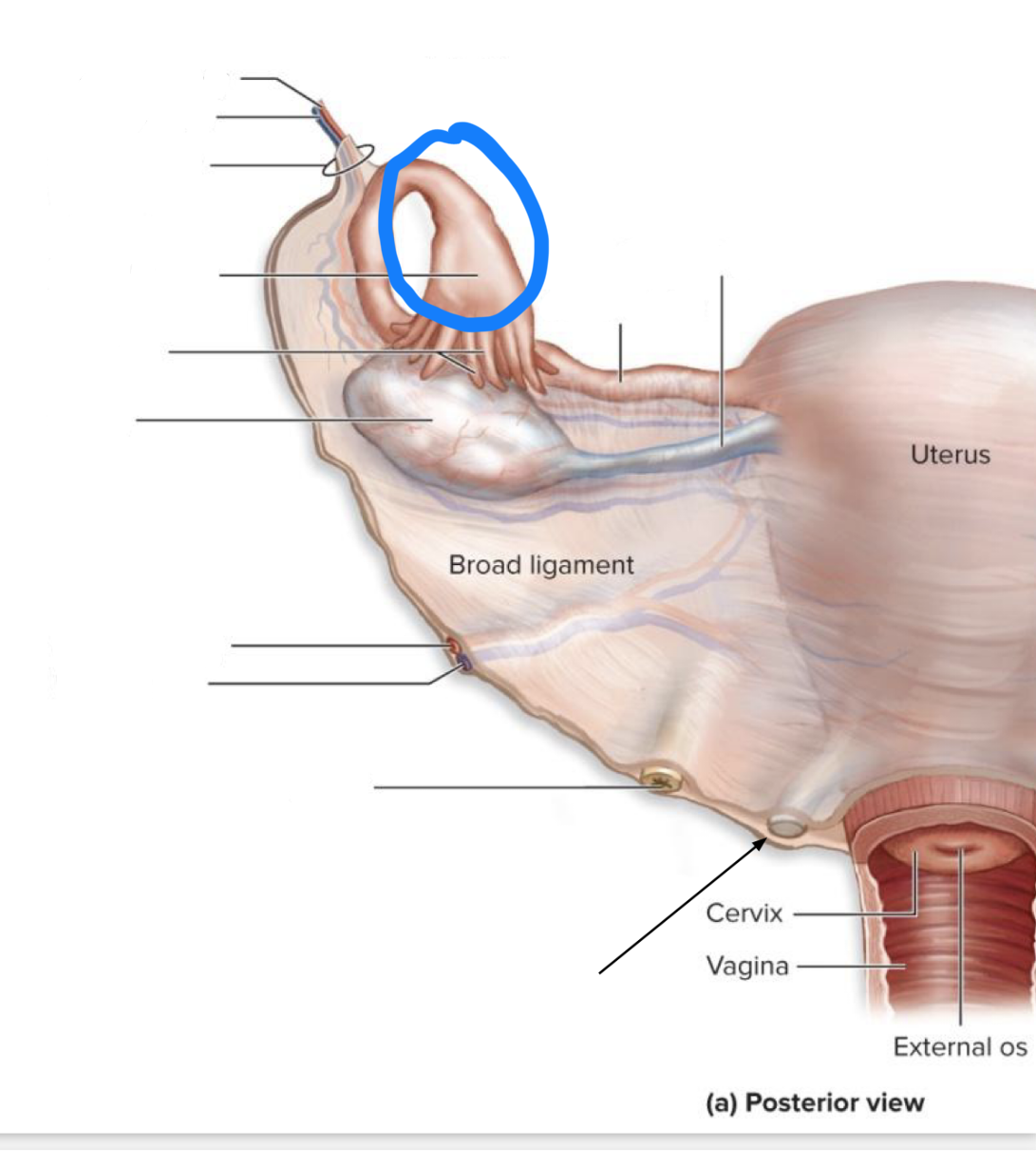 <p>What structure is this?</p>