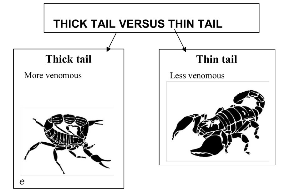 <p>What are the three main families of scorpions </p>