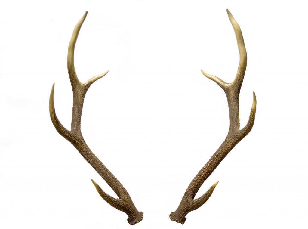 <p>deer antler</p><p>the deer has big antlers</p>