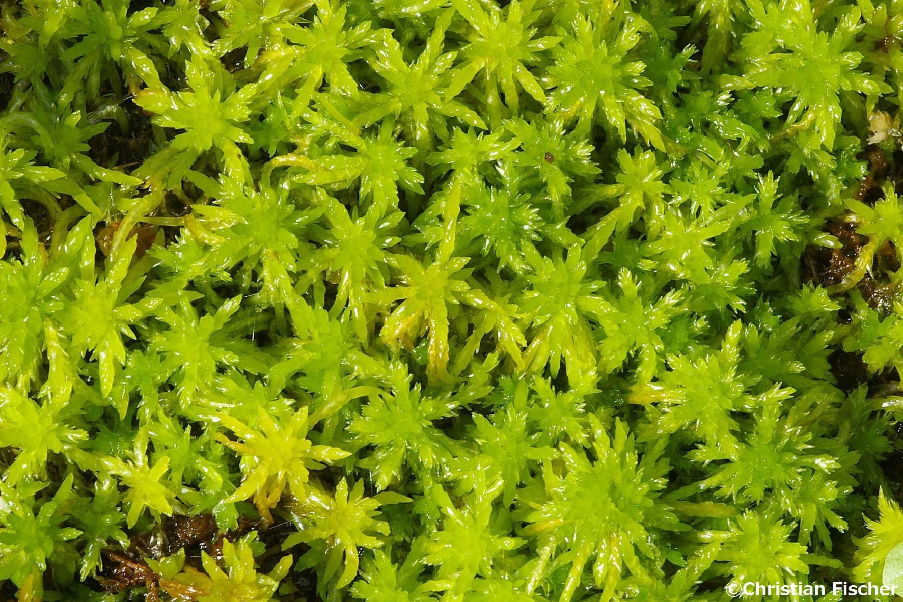 <p>Peat moss (aasaakamig)</p>