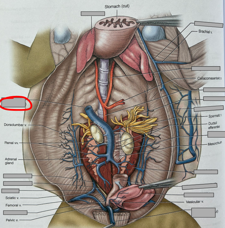 <p>What part of the organism is this?</p>