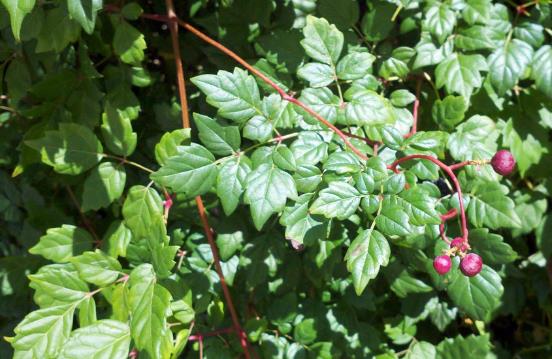 <p>Nekemias arborea</p>