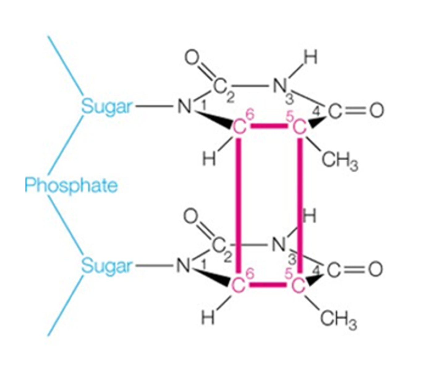 <p>The following image depicts a type of DNA damage that would be repaired by what process?</p><p>A. Nucleotide excision repair</p><p>B. Base excision repair</p><p>C. Homologous repair</p><p>D. Direct repair</p>
