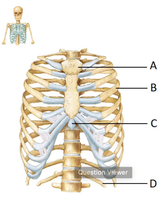 <p>What portion of the sternum is identified by the letter A?</p>