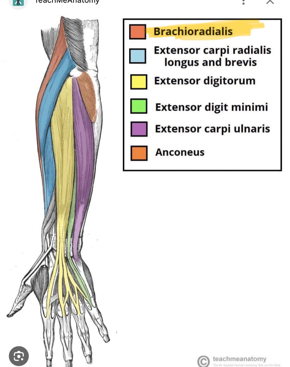 <p>Beer drinking muscle</p>