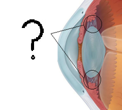 <p>holds lens, adjust lens shape with ciliary body</p>