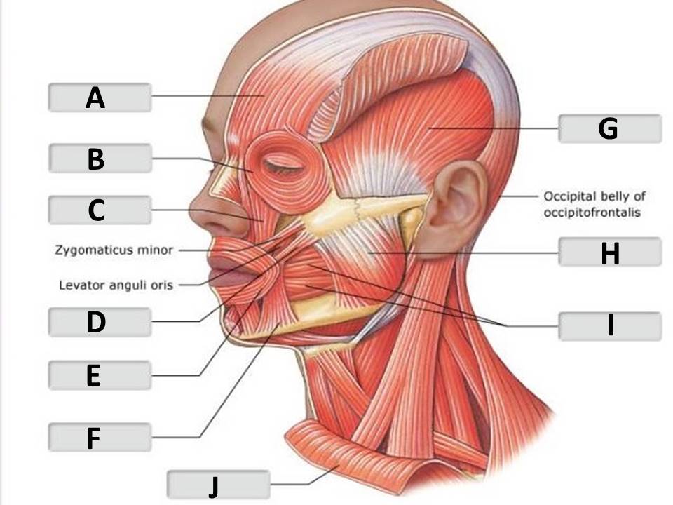 <p>o<span>rbicularis oculi</span></p>