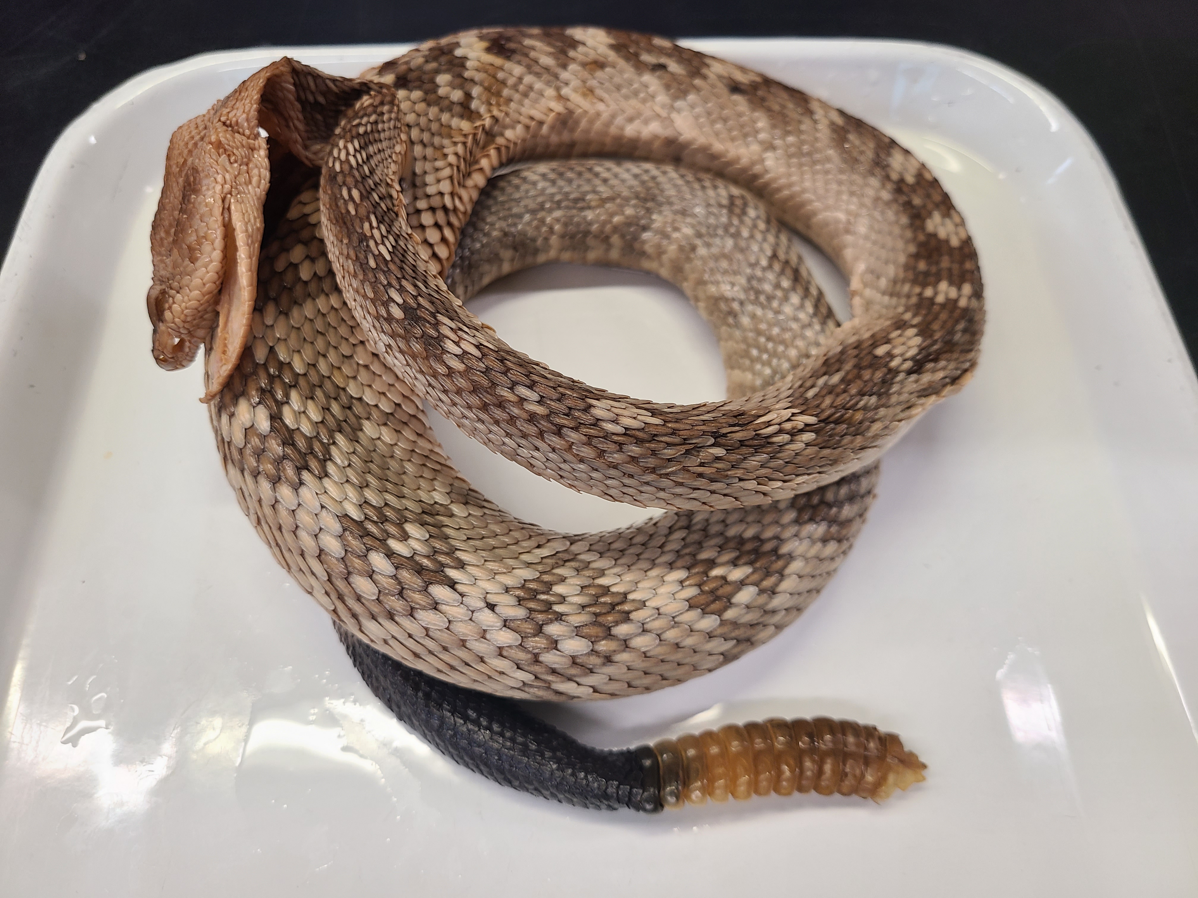 <p>Genus, Species, and feature</p>