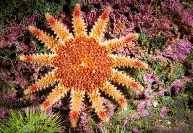 <p><span>Pisaster brevispinus —at 65 cm (26 inches) one of the world’s largest sea stars—inhabits the western coast of North America; it preys on other echinoderms known as sand dollars, which burrow to escape it.</span></p>