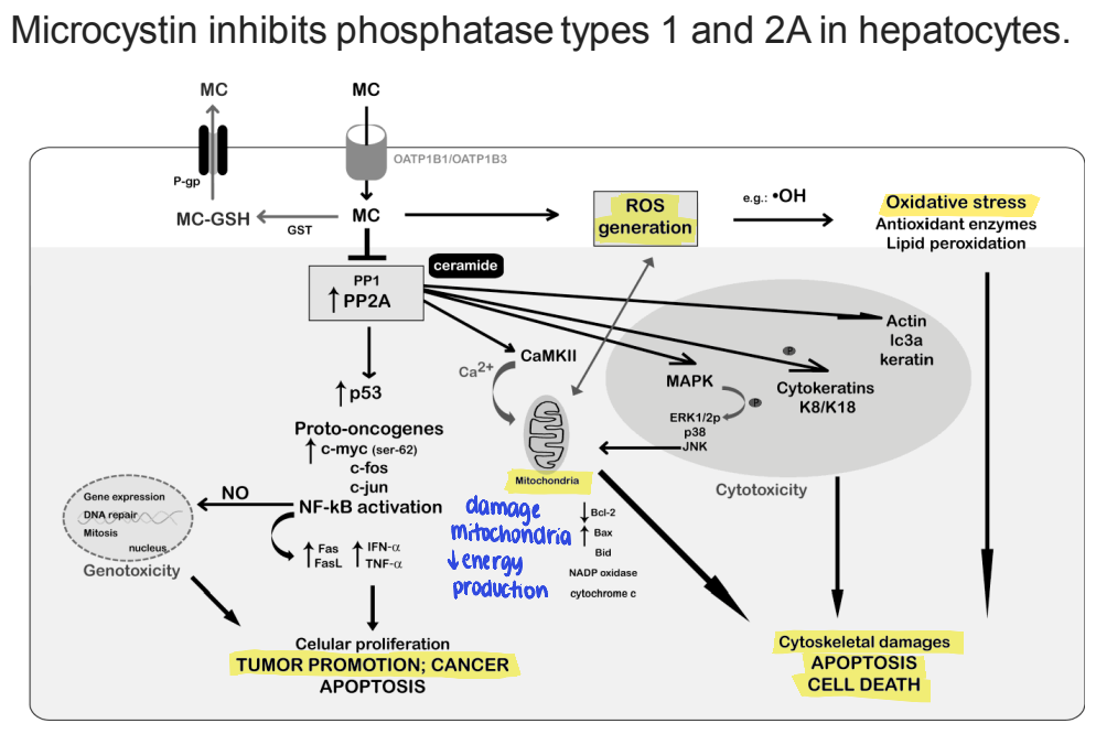 <p><strong>microcystin inhibits phosphatase types 1 and 2A in hepatocytes</strong>, leading to:</p><ul><li><p>cytoskeletal damage</p><ul><li><p>apoptosis, cell death</p></li></ul></li><li><p>mitochondrial damage → ↓ energy production</p></li><li><p>generation of ROS → oxidative stress</p></li><li><p>tumor promotion; cancer</p></li></ul><p></p>