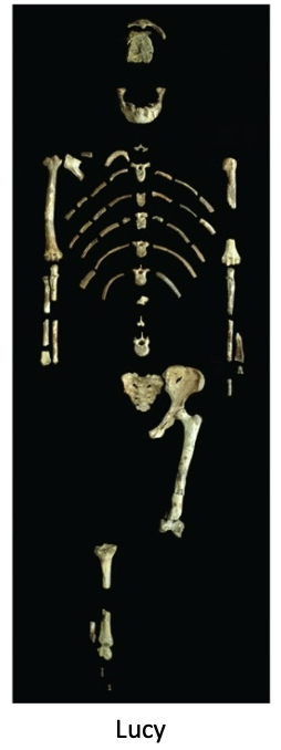 <ul><li><p>cranial capacity 430cc</p></li><li><p>large premolars and molars (adaptation to tough fibrous plants, seeds, and nuts)</p></li><li><p>small, fragile hyoid bone (no language)</p></li><li><p>bipedal based on skull, pelvis, tibia, and ankle </p></li></ul><p></p>