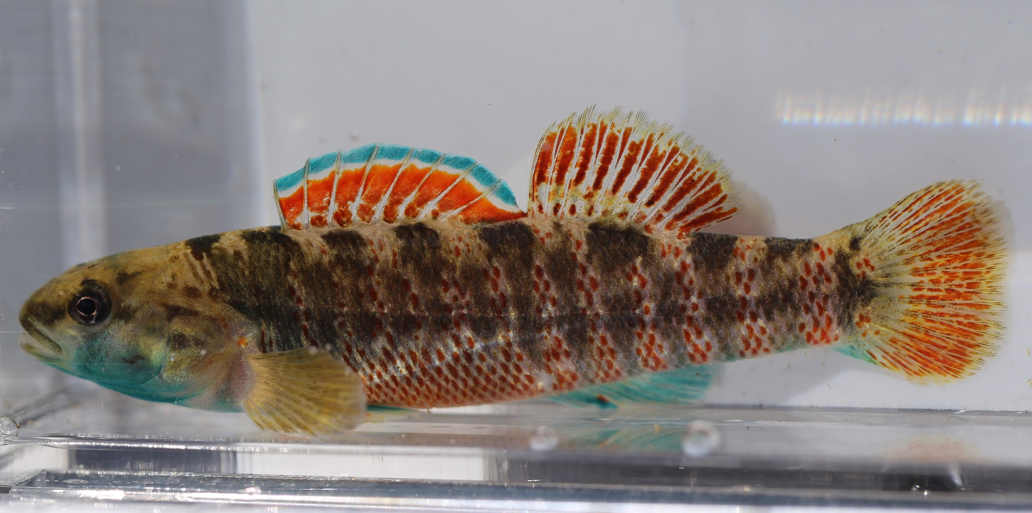 <p>Long and Slender. 2 Distinct dorsal fins</p>