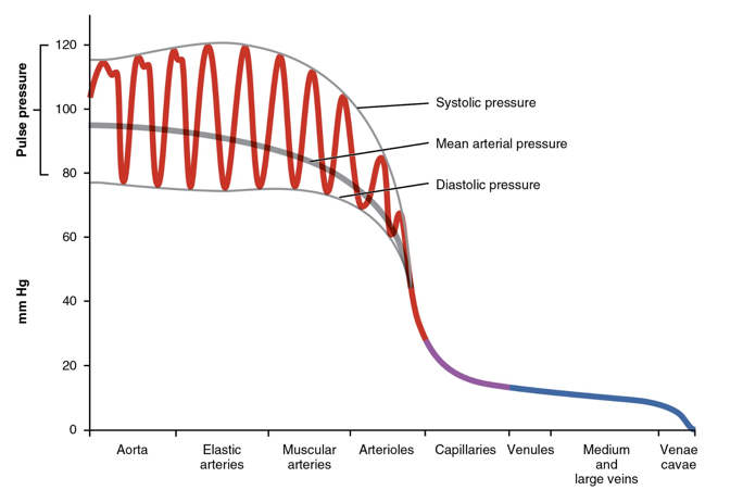 <p>BP dramatically decreases in the arterioles</p>