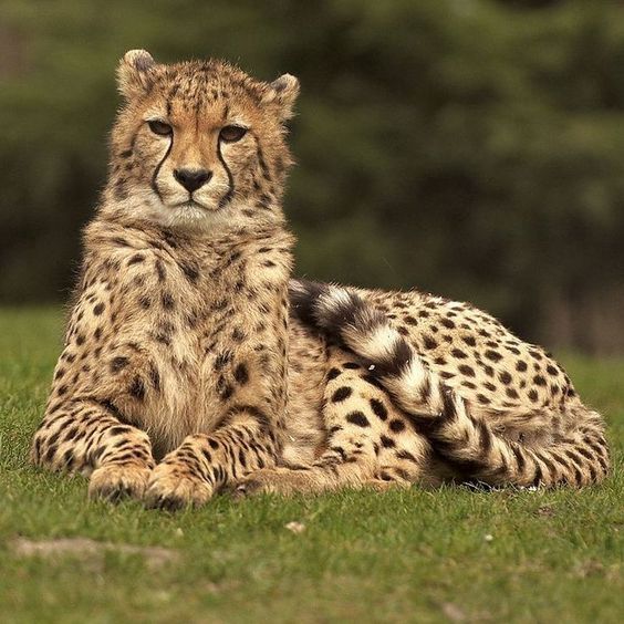 <p>Cheetah</p>