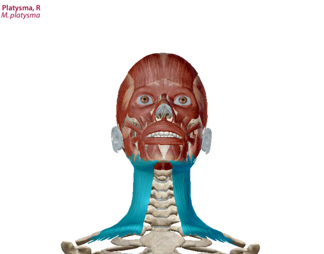 <p>Platysma Action</p>