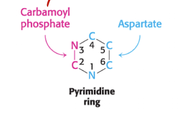 <p>1,4-6: Aspartate</p><p>2+3: Carbamoyl phosphate</p>