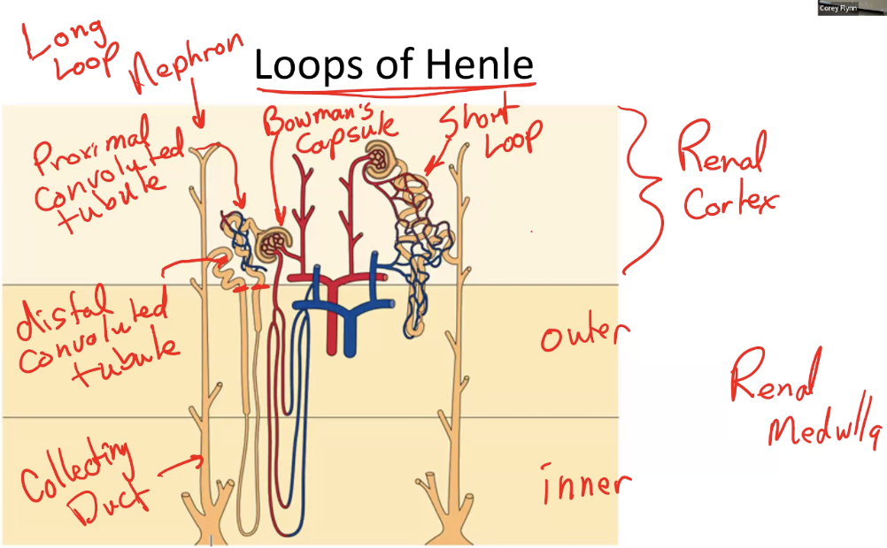 <ul><li><p>The ability to change the concentration of urine starts with the Loop of Henle</p></li><li><p>Nephrons are classified as long-loop (juxtamedullary) or short-loop (cortical) nephrons</p></li><li><p>Long-loop nephrons have Loops of Henle that extend deep into the inner renal medulla; short-loop nephrons remain mostly in the cortex and outer renal medulla and do not contribute to urine concentration</p></li></ul><p></p>