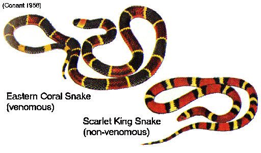 <p>false aposematic coloration evolved by non-toxic amphibiansw</p>