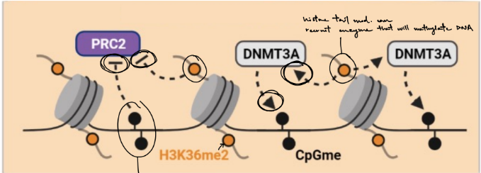 <p>overview:</p><p>want to keep transposons methylated to prevent __ the genome & __ of gene expression</p><p>_______________________________</p><p>gene expression is regulated by a combination of (2) ← aka <span style="color: purple;"><strong>crosstalk</strong></span></p><ul><li><p>where some histone tail mod. are enriched/located in __ DNA, while other histone mod. are enriched/located in __ DNA</p><ul><li><p>SO we can’t assume that methylation of histone proteins will correlate with __ or __ in gene expression, specifically can result in __ or __ enzymes to modify DNA + histone proteins</p></li></ul></li></ul><p>explain pic</p><p>____</p><p><u>(in this ex. w/ MeCP2:)</u></p><p>methylation of DNA by __ (which is a “__”) will be recognized by “__” called __ (stands for?), specifically __</p><p>describe the further process of this (3)</p><p>→ SO DNA methylation is typically ass. w/ __ gene expression</p><p><mark data-color="purple" style="background-color: purple; color: inherit;">^^ t/f: methylation of genomic DNA / DNA methylation will recruit </mark><strong><mark data-color="purple" style="background-color: purple; color: inherit;">chromatin remodelers</mark></strong><mark data-color="purple" style="background-color: purple; color: inherit;">, including __</mark></p><p>…</p><ul><li><p>what’s the effect of deacetylating histones?</p></li></ul><p></p>