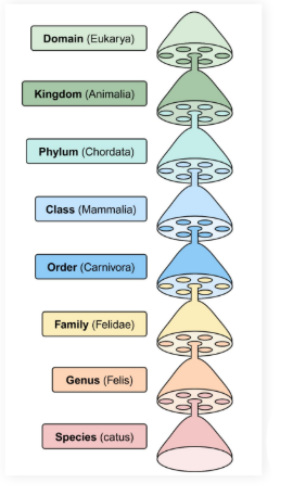 <p>Taxonomy: The science of classifying organisms</p><p></p><ul><li><p>Uses a series of classifications that get increasingly more specific</p></li><li><p>Classifications:</p><ul><li><p>Domain</p></li><li><p>Kingdom</p></li><li><p>Phylum</p></li><li><p>Class</p></li><li><p>Order</p></li><li><p>Family</p></li><li><p>Genus</p></li><li><p>Species</p></li></ul></li></ul><p></p><p><strong>Dear</strong></p><p><strong>King</strong></p><p><strong>Phillip</strong><br><strong>Came</strong></p><p><strong>Over</strong></p><p><strong>For</strong></p><p><strong>Great</strong></p><p><strong>Sex</strong></p><p></p><p>Thank you Dr. Minchella</p><p></p>