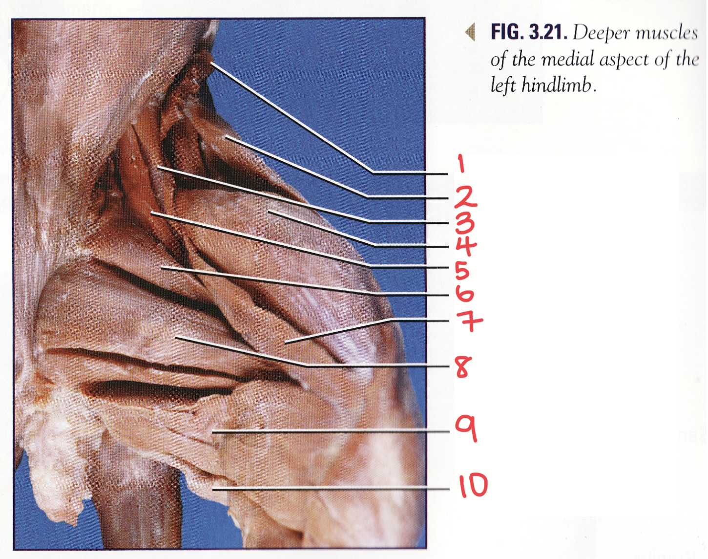 <p>10</p>