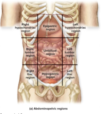 <p class="Paragraph WhiteSpaceCollapse SCXP81267598 BCX0" style="text-align: left;"><span>Lateral to hypogastric</span><span style="line-height: 0px;">​</span></p>