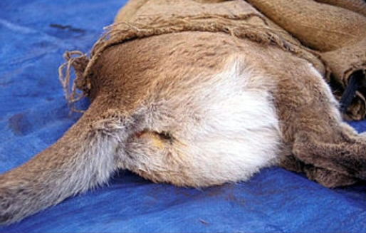 <p>smaller, no dark circle patch on butt, tracks only 3 inches long, stride less than 40 inches</p>