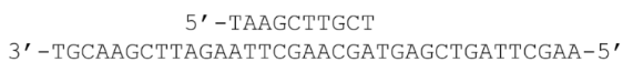 <p><span style="background-color: transparent;"><strong>You set up a sequencing reaction by adding DNA polymerase, all four dNTPs, a small amount of ddTTP, and the DNA template and primer below. What sizes of products would you expect from this reaction?</strong> </span></p><p><span style="background-color: transparent;">(Lecture #7-8 Questions)</span></p>