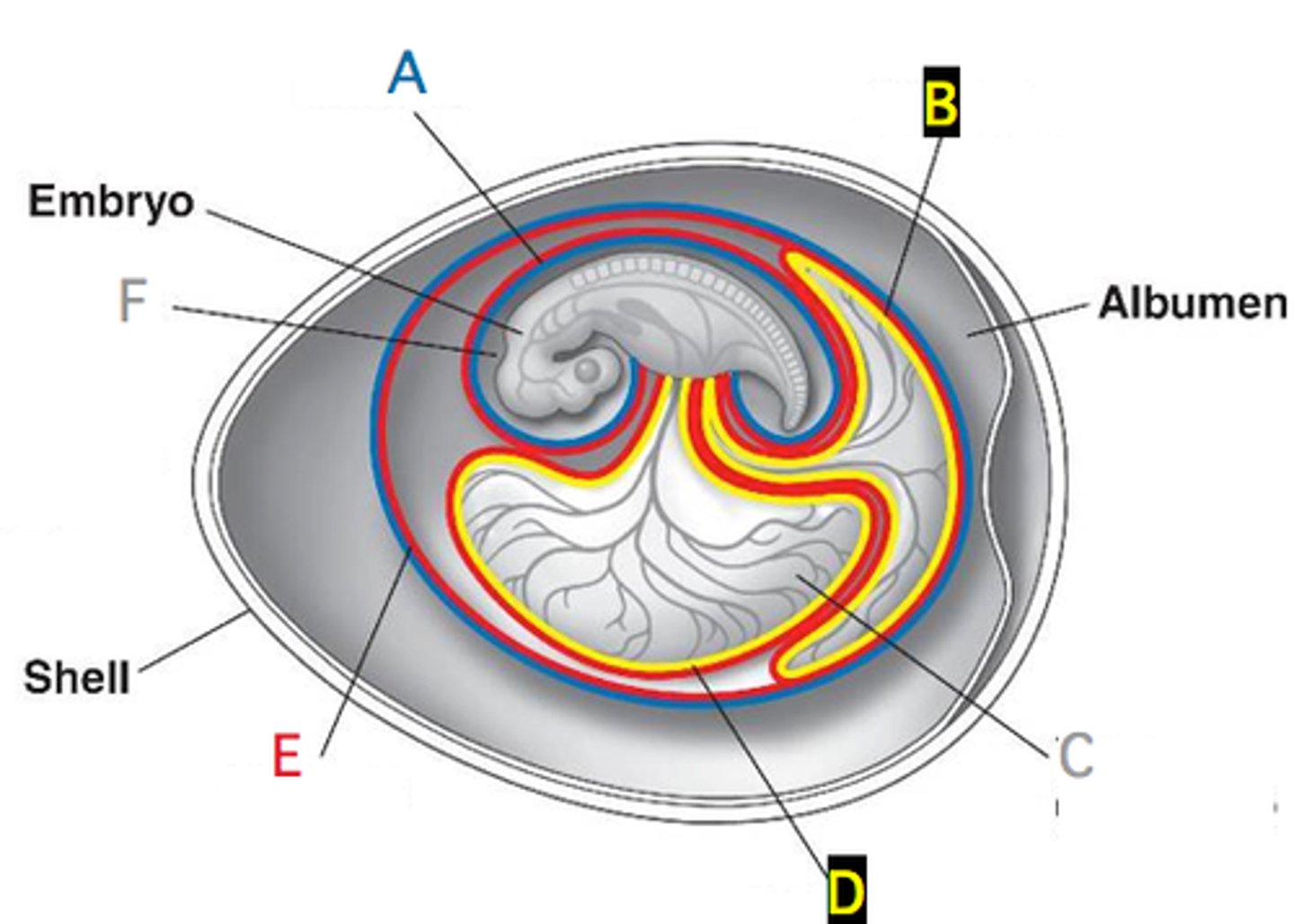 <p>Egg white that provides the embryo with protein and water.</p>