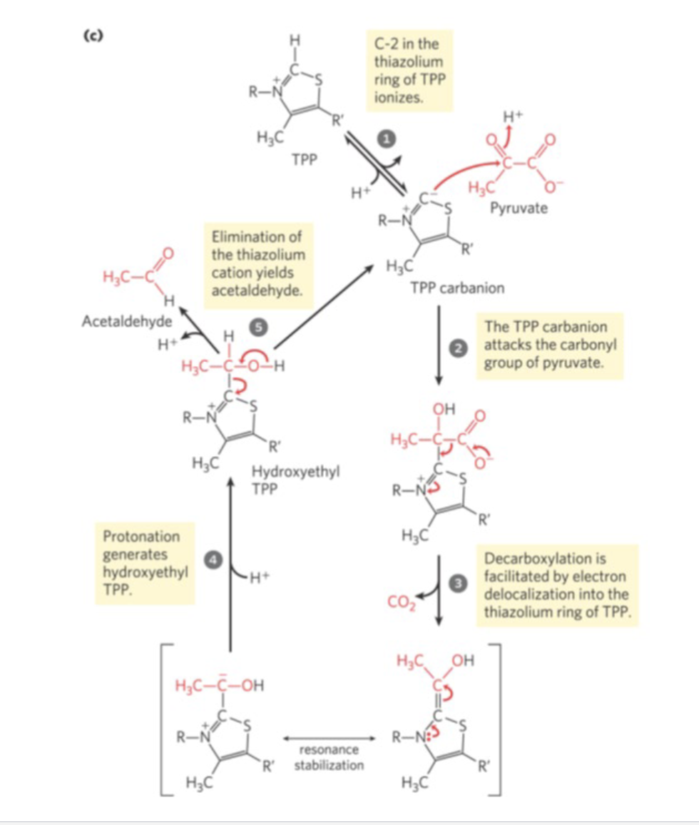 <p> Step 1: Decarboxylation of pyruvate,</p><p>forming CO 2 and hydroxyethyl TPP.</p><p>• Step 2: Two electrons and the acetyl</p><p>group are transferred from TPP to the</p><p>oxidized form of the lipoyllysine in E2.</p>