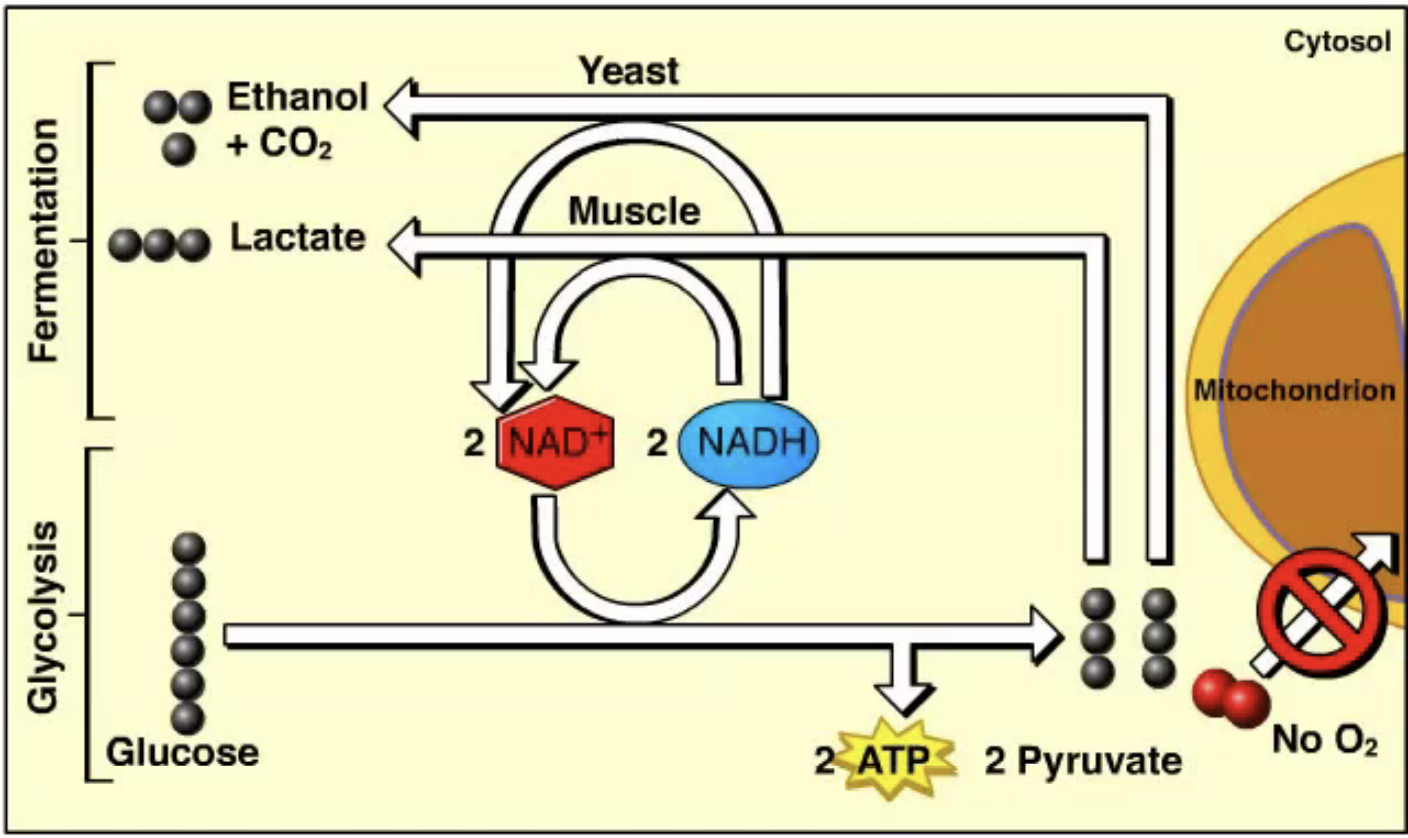 <p>In alcohol fermentation, <strong>pyruvate is converted into ethanol and CO₂</strong>, and <strong>NADH is oxidized to NAD⁺</strong>, allowing glycolysis to continue. It occurs in <strong>yeast and some bacteria</strong> and is used to make bread, beer, and wine.</p>