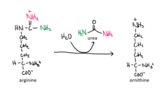 <p>enzyme that produces urea through the hydrolysis of arginine, forming ornithine and restarting the urea cycle</p>