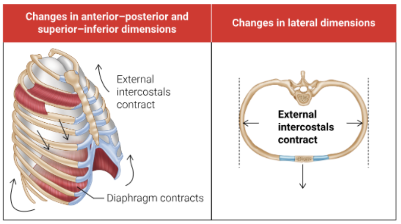 <ul><li><p>Diaphragm contracts and pulls downwards</p></li><li><p>Intercostal muscles also contract and pull upwards and outwards</p></li><li><p>Increase in thoracic cavity volume</p></li><li><p>lungs expand to fill this cavity</p></li><li><p>Lung volume increases</p></li><li><p>Pressure inside lungs decrease</p></li><li><p>Pressure in lungs is lower than the external atmospheric pressure</p></li><li><p>Air pressure gradient is set up for air to move in</p></li><li><p>Air moves from higher pressure (external) to lower pressure region (into lungs)</p></li></ul><p></p>