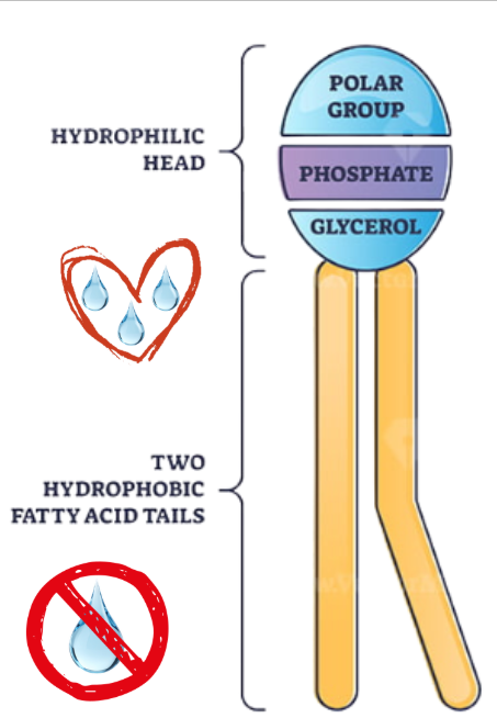 <p>A type of lipid that consists of two fatty acids, a glycerol unit, and a phosphate group, forming cell membranes through bilayers.</p>