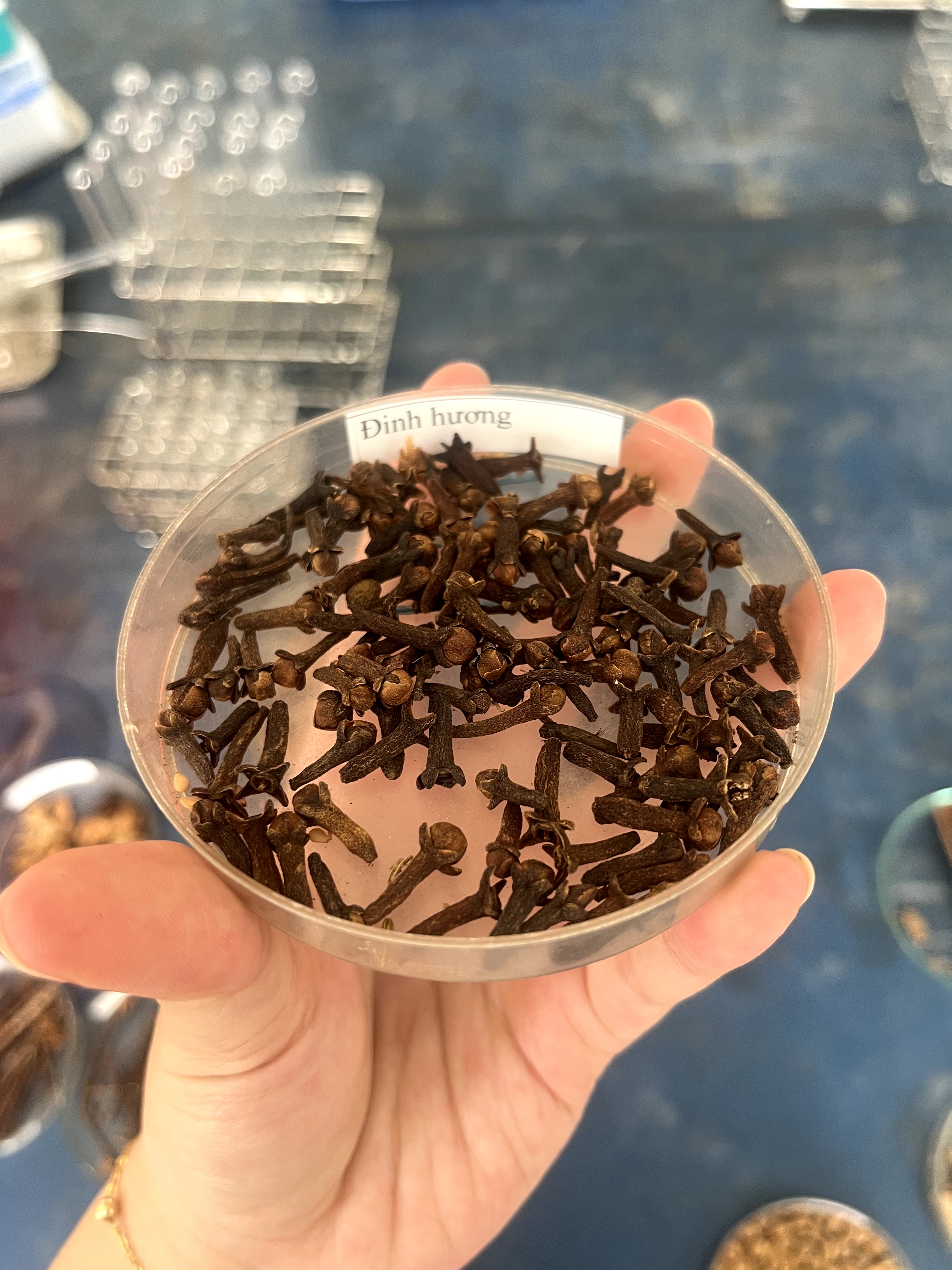 <p>đinh hương</p>