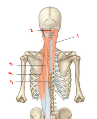 <p>What back muscle is labeled 4?</p>