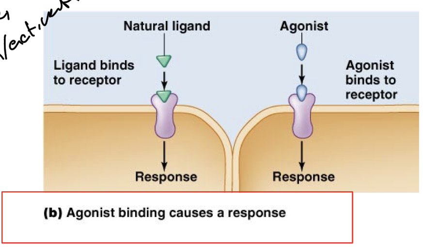 <p>Compound that can bind to the same receptor as the natural messenger/hormone and activates/triggers the same functions.</p><p>Mimics natural effects. </p>