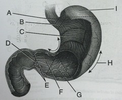 <p>this is the area where pyloric stenosis occurs</p>